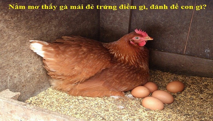 Giấc mơ thấy gà mái